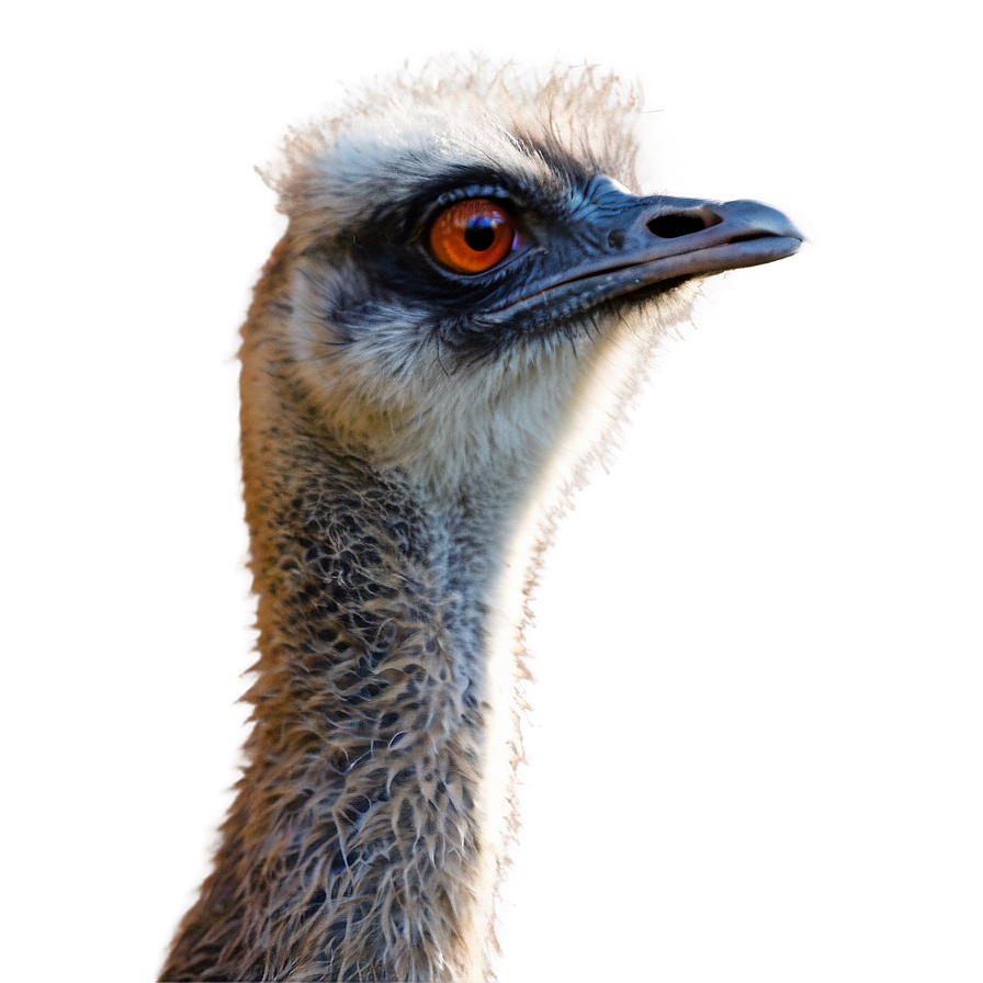 Wildlife Emu Png Hcl91