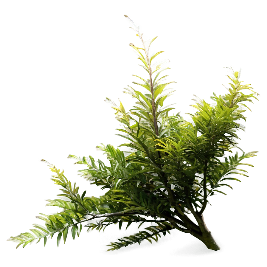 Wind-swept Bush Png 74