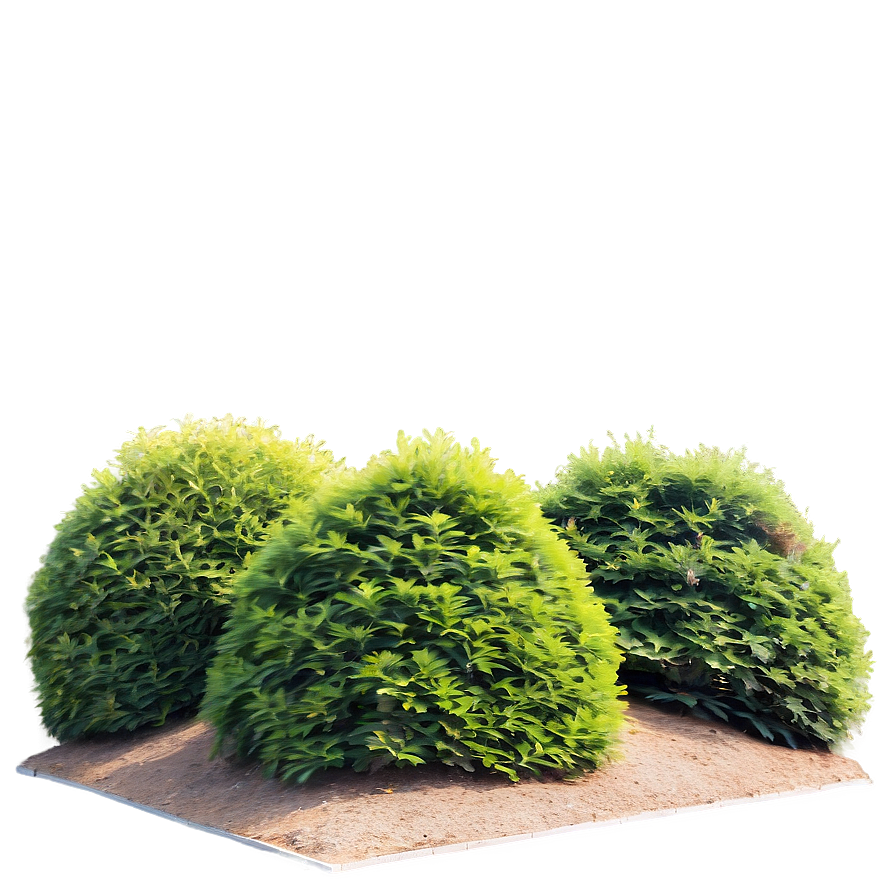 Windbreak Shrubs Png Nmo38