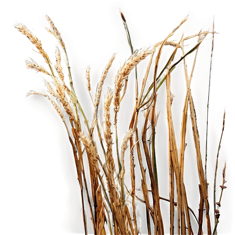 Windswept Dry Grass Png Rih95