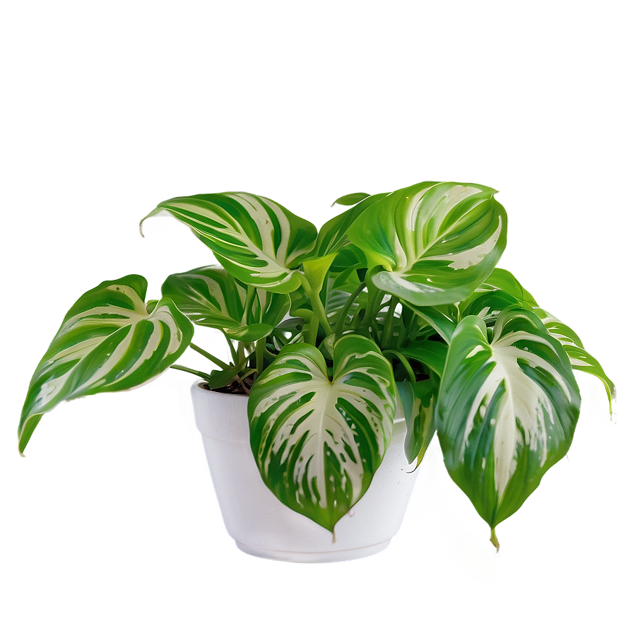 Winter Care For Indoor Pothos Png Jip97