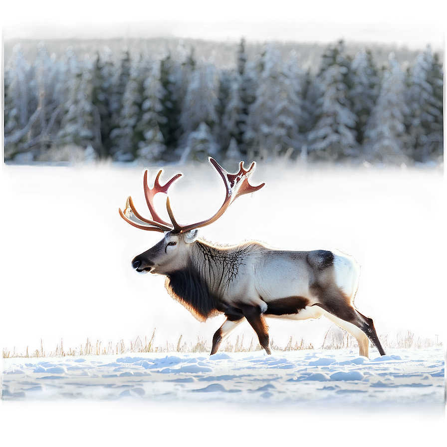 Winter Caribou Landscape Png 30