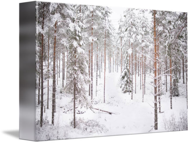 Winter Forest Snow Covered Trees