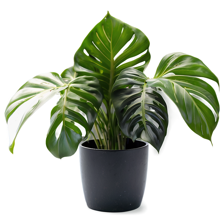 Winter Houseplant Png 06202024