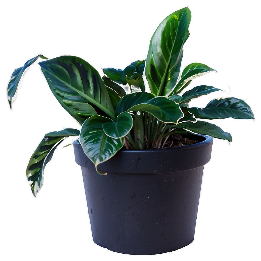 Winter Houseplant Png 94