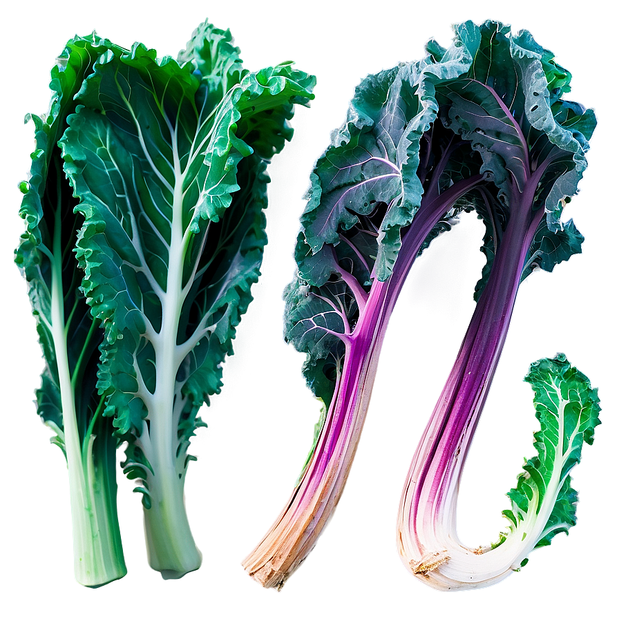 Winter Kale Png 06252024