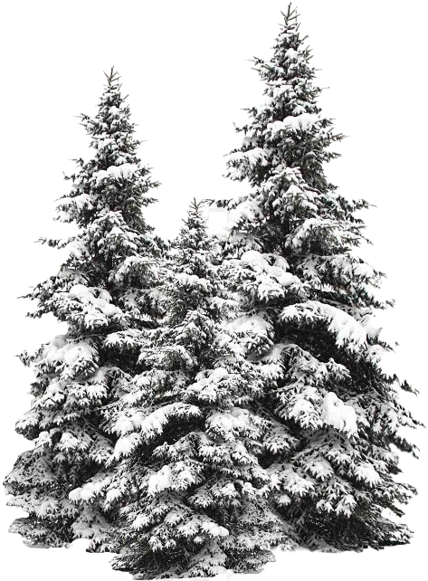 Winter Pine Trees Covered In Snow.png