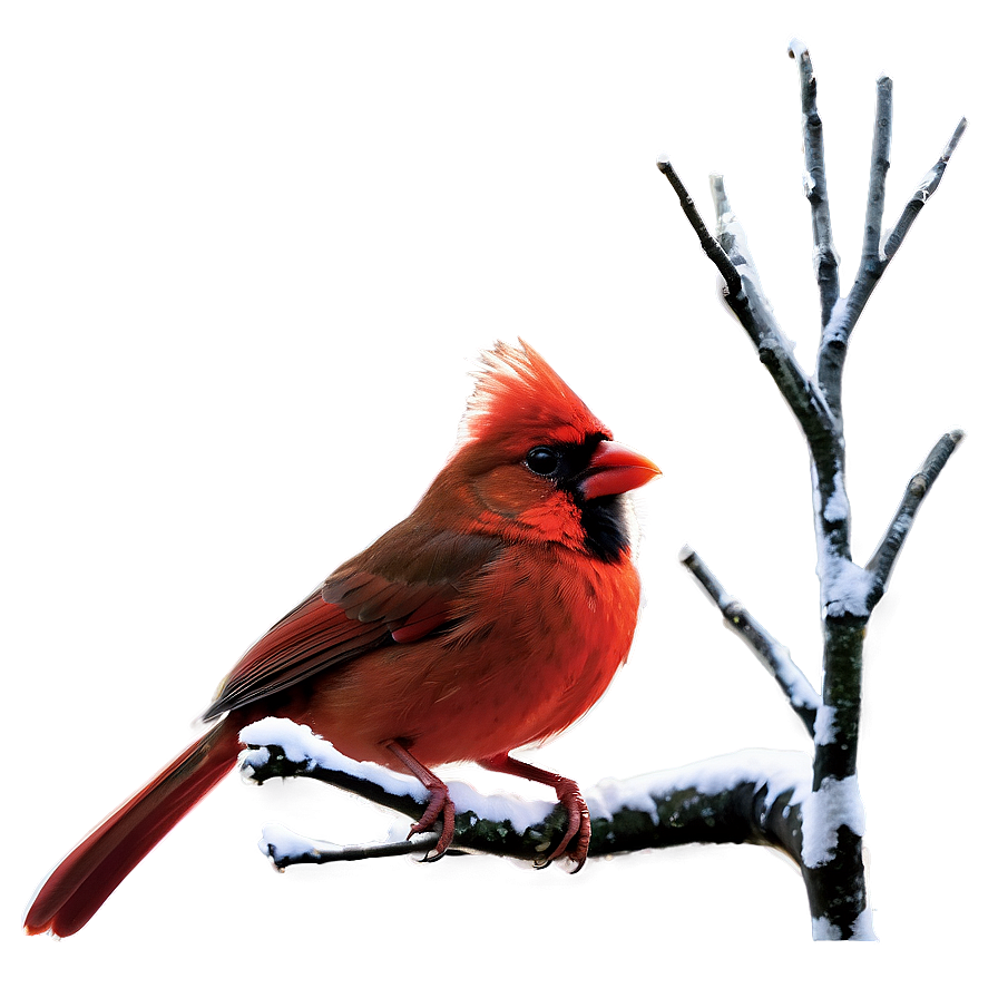 Winter Red Cardinal Png Guc63