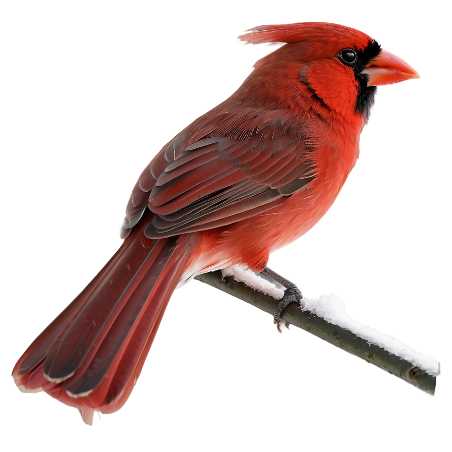 Winter Red Cardinal Png Ufb72