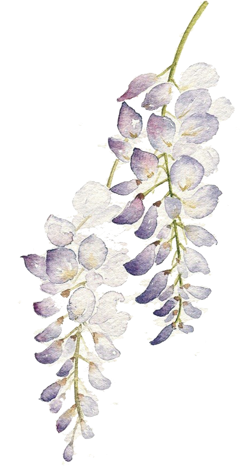 Wisteria Watercolor Floral Art