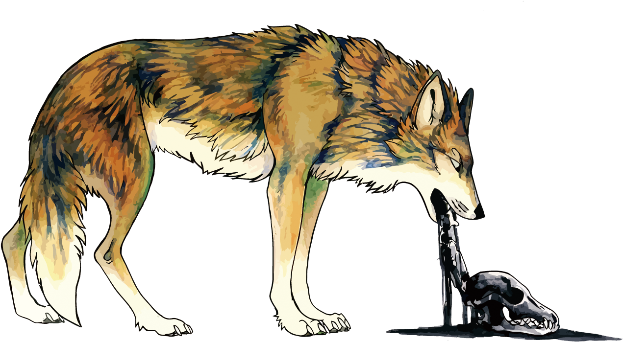 Wolf Vomiting Illustration