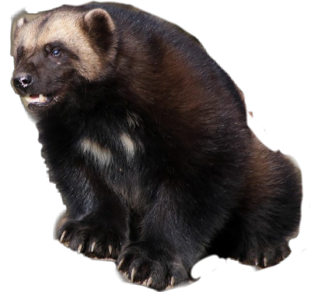 Wolverine Animal Side View