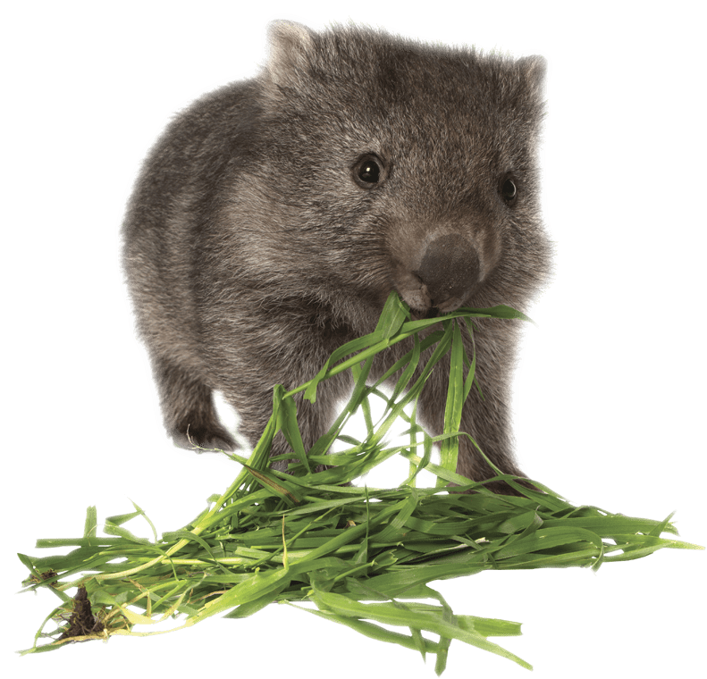 Wombat Eating Greens