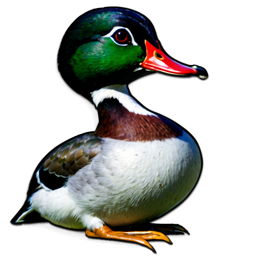 Wood Duck Png Sha72