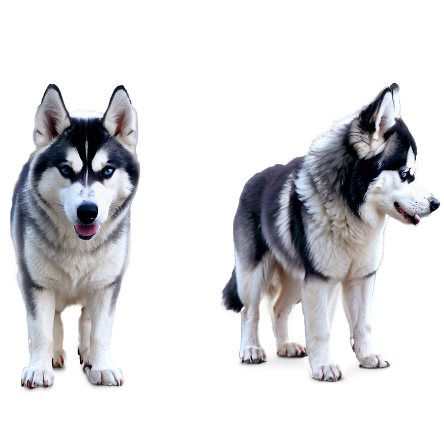 Wooly Coat Husky Png Wxe22