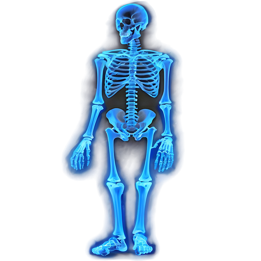 X Ray Skeleton Png 67