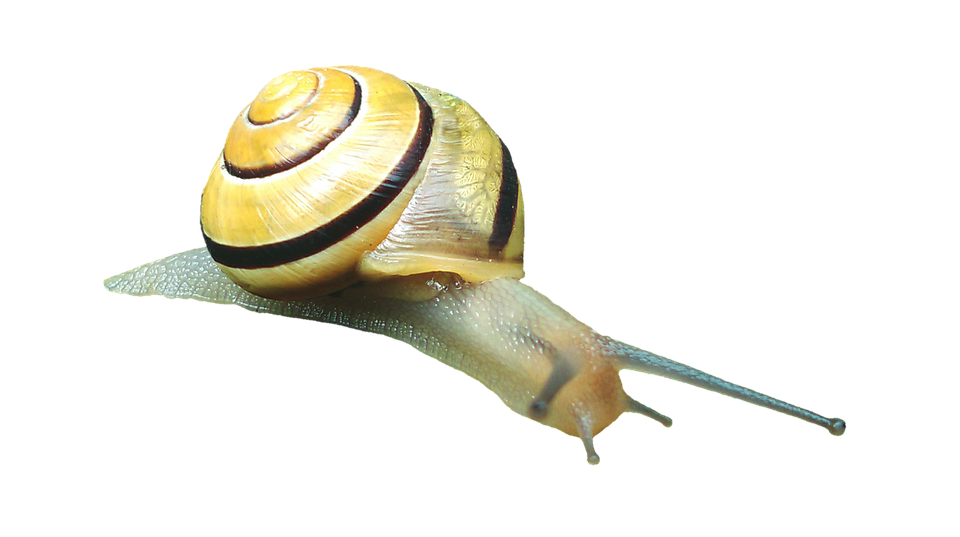 Yellow Banded Snail Isolated