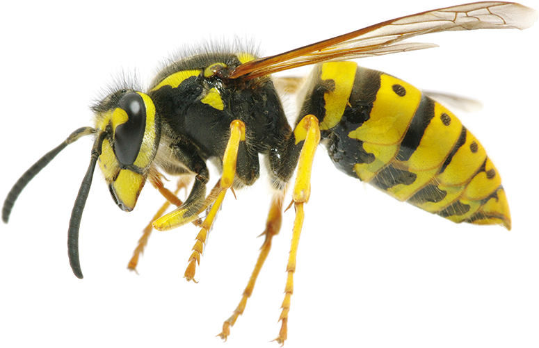 Yellow Black Wasp Side View.png