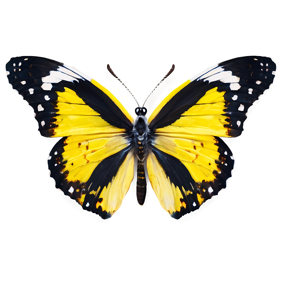 Yellow Butterfly D