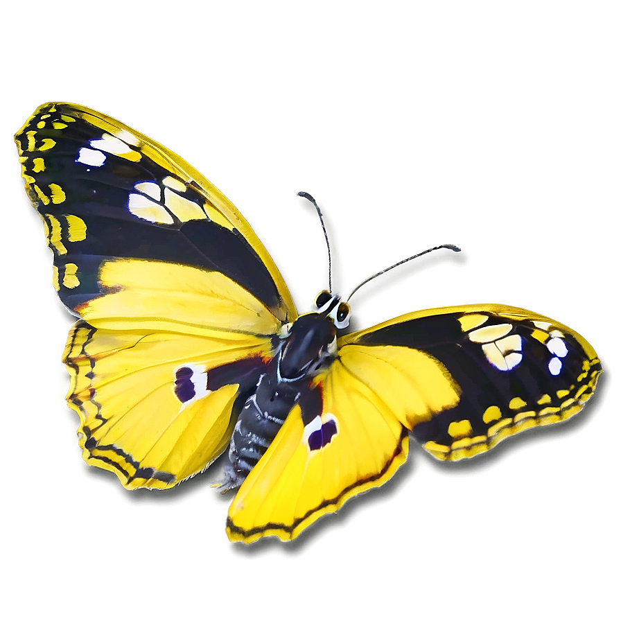 Yellow Butterfly Duo Png 81