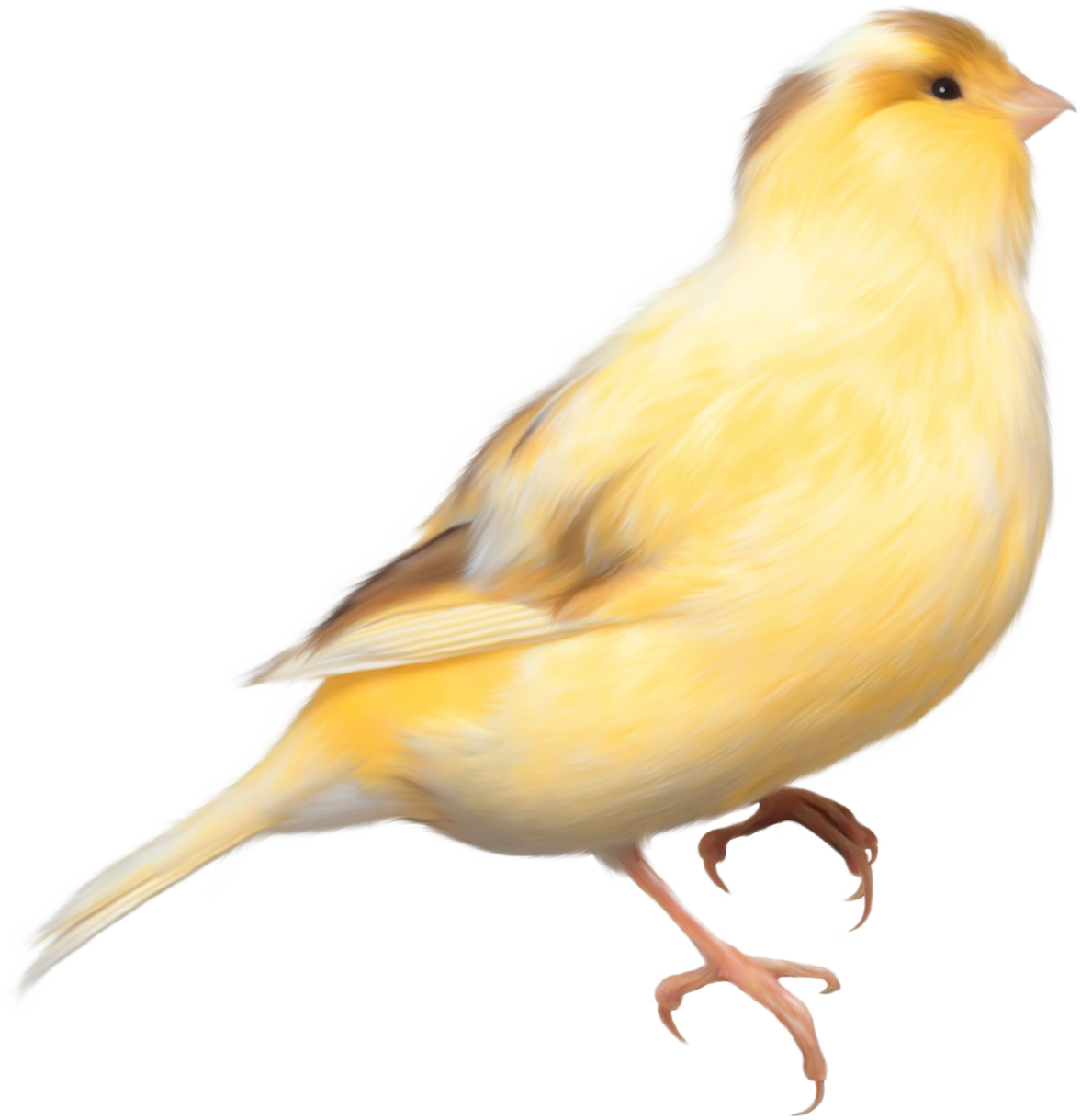 Yellow Canary Illustration