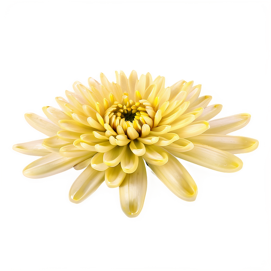 Yellow Chrysanthemum Petals Png 87