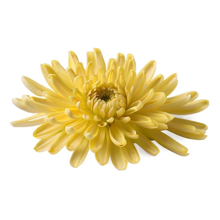 Yellow Chrysanthemum Petals Png 99