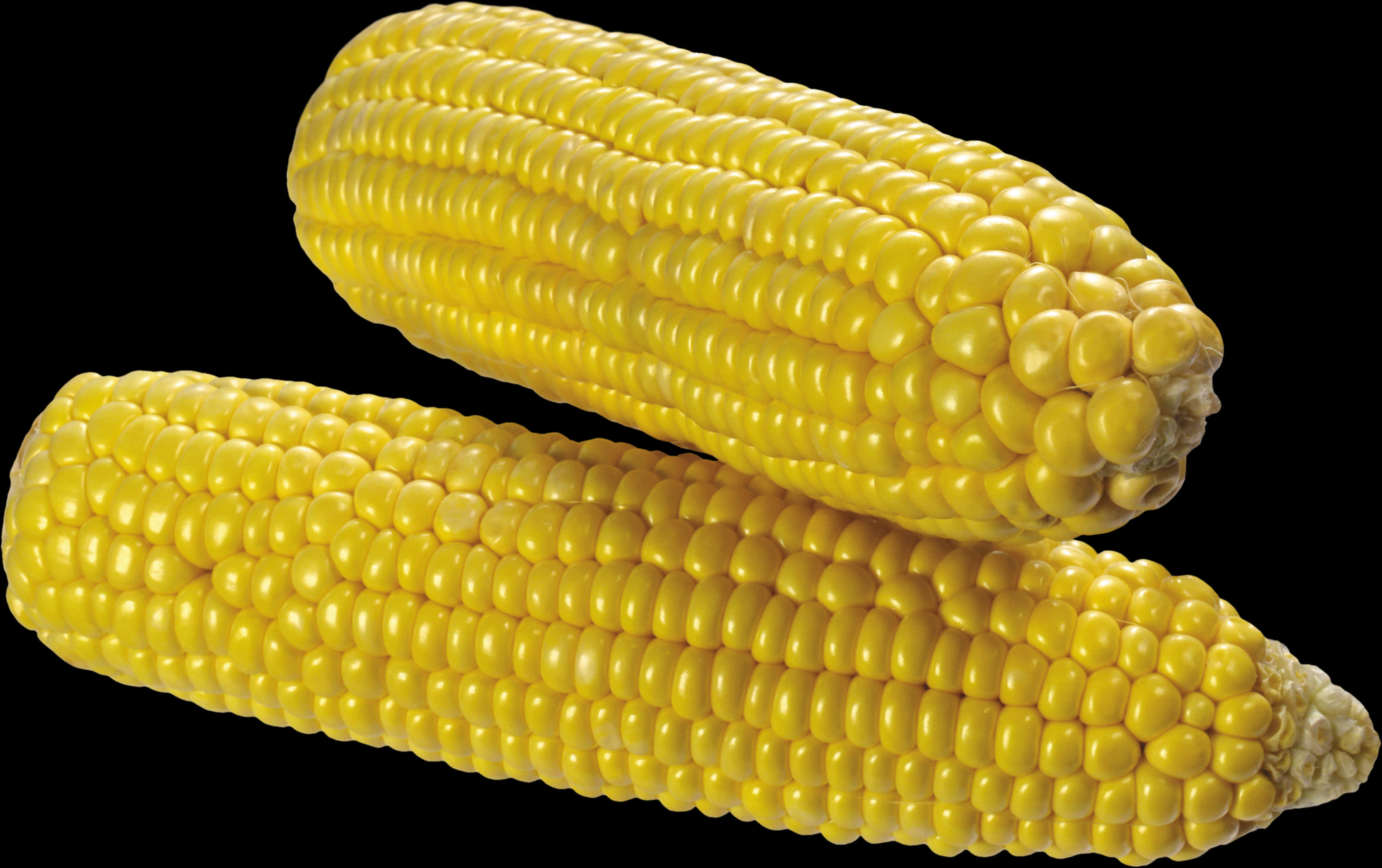 Yellow Corn Cobs Black Background