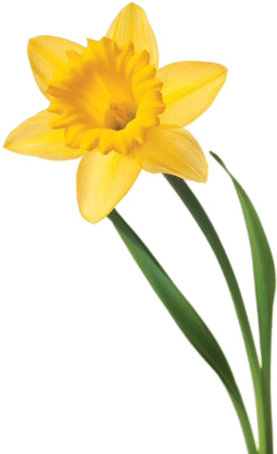 Yellow Daffodil Isolated Background