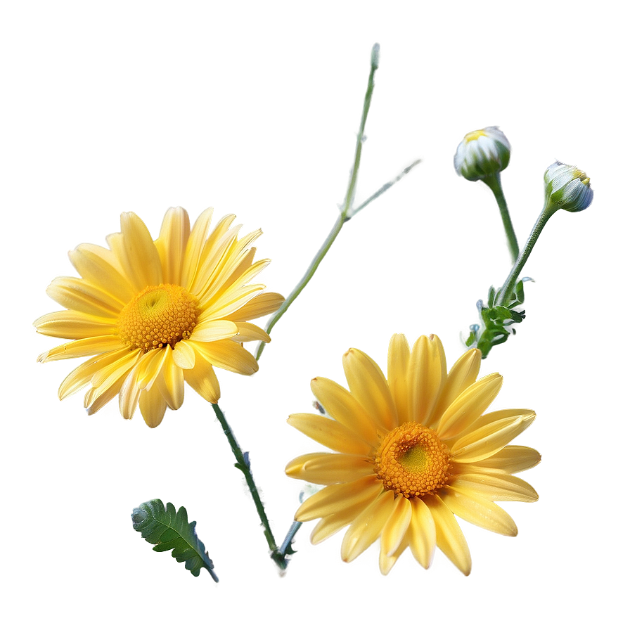 Yellow Daisy And Blue Sky Png 87