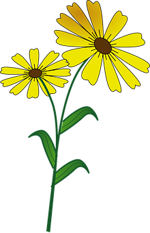 Yellow Daisy Illustration