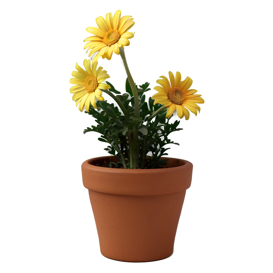 Yellow Daisy In Pot Png 90