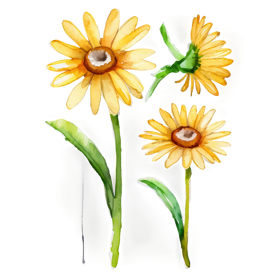 Yellow Daisy Watercolor Png 06292024