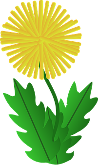 Yellow Dandelion Vector Illustration