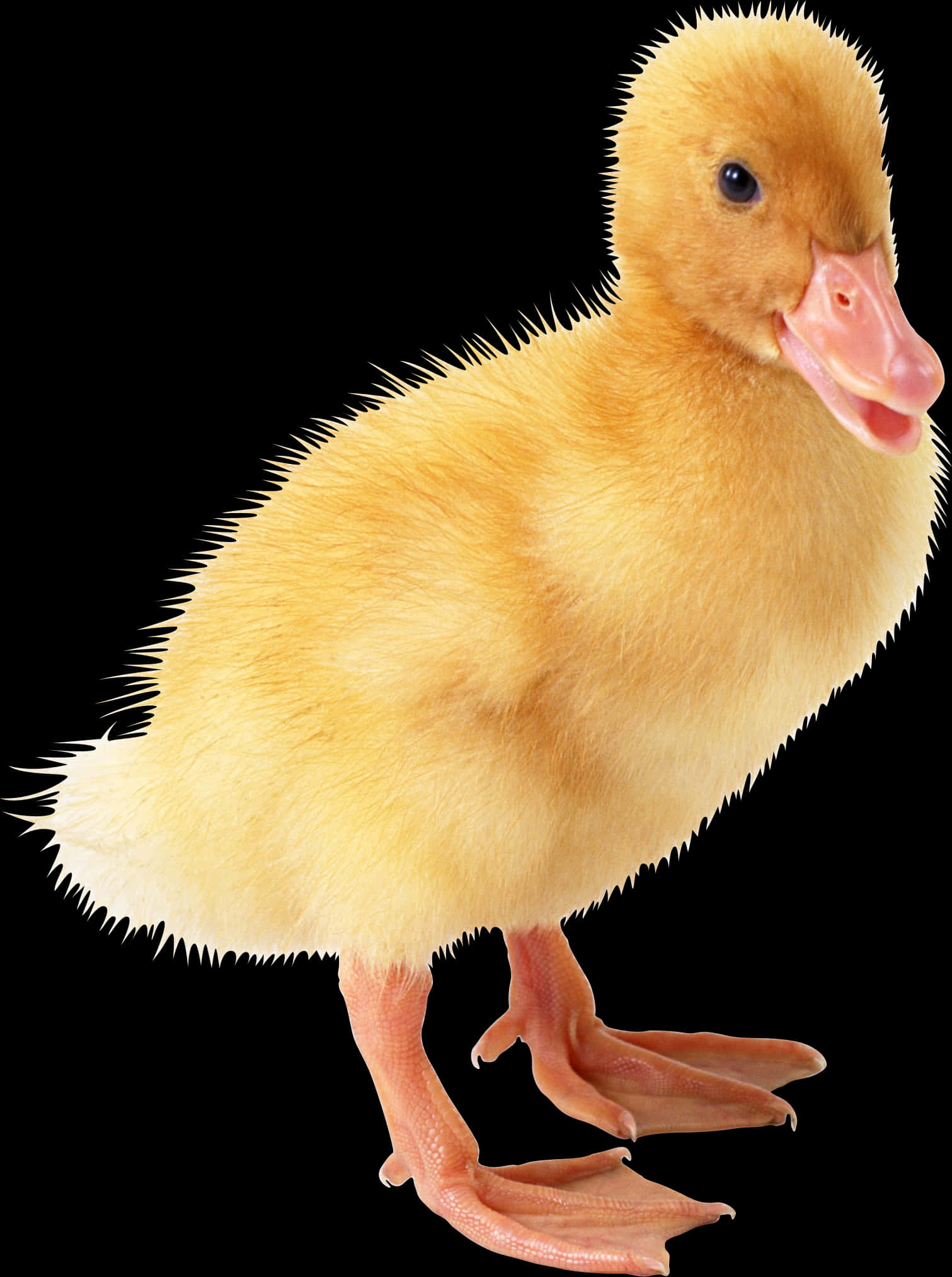 Yellow Duckling Black Background