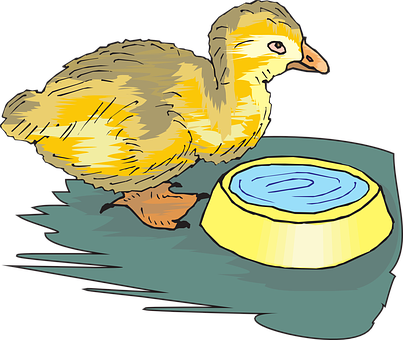 Yellow Duckling With Water Bowl