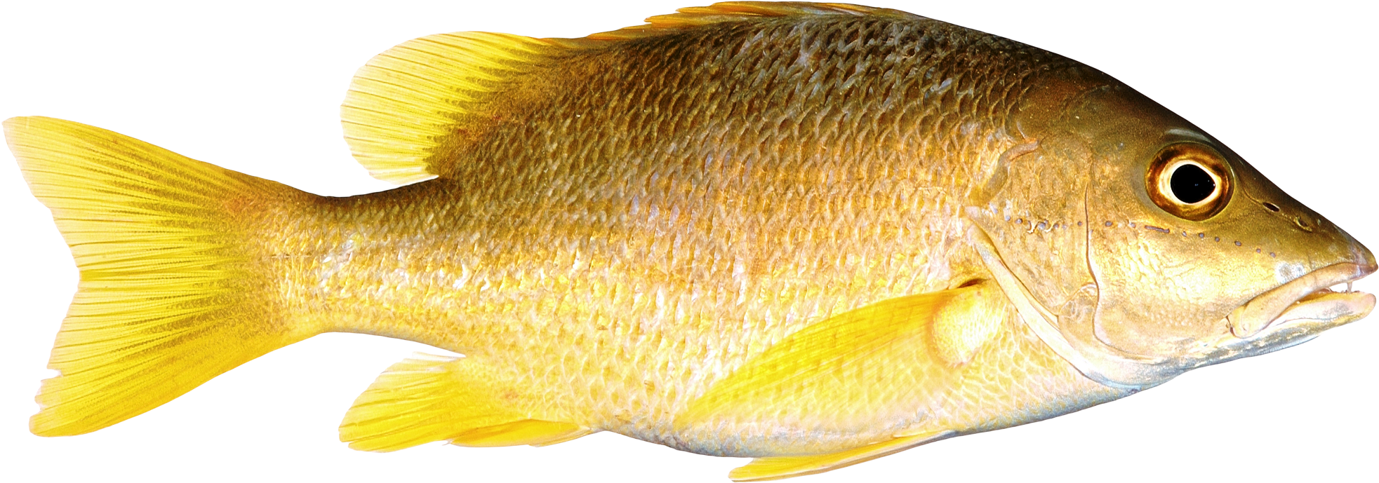 Yellow Fish Isolatedon Transparent Background.png