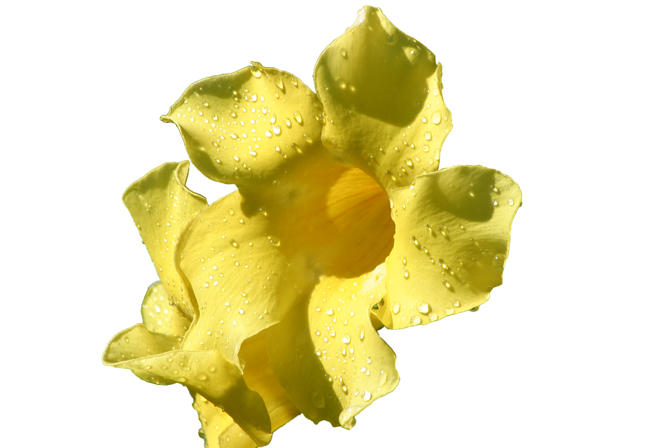 Yellow Flowerwith Water Droplets.png