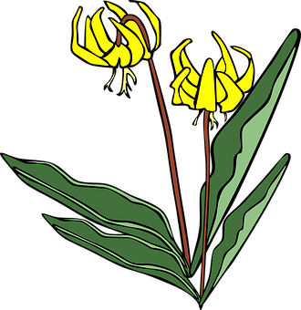 Yellow Gladiolus Vector Illustration