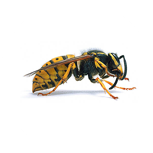 Yellow Jacket Wasp Side View