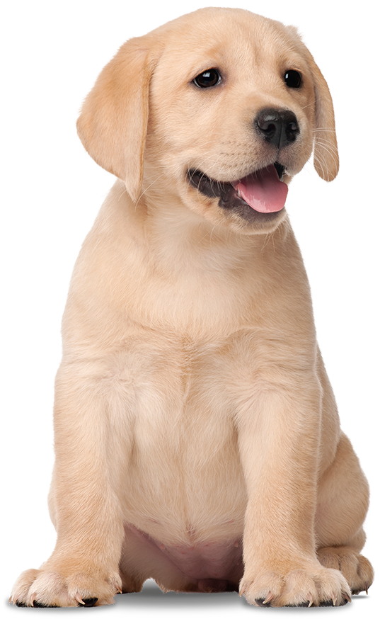 Yellow Labrador Puppy Cute Pose