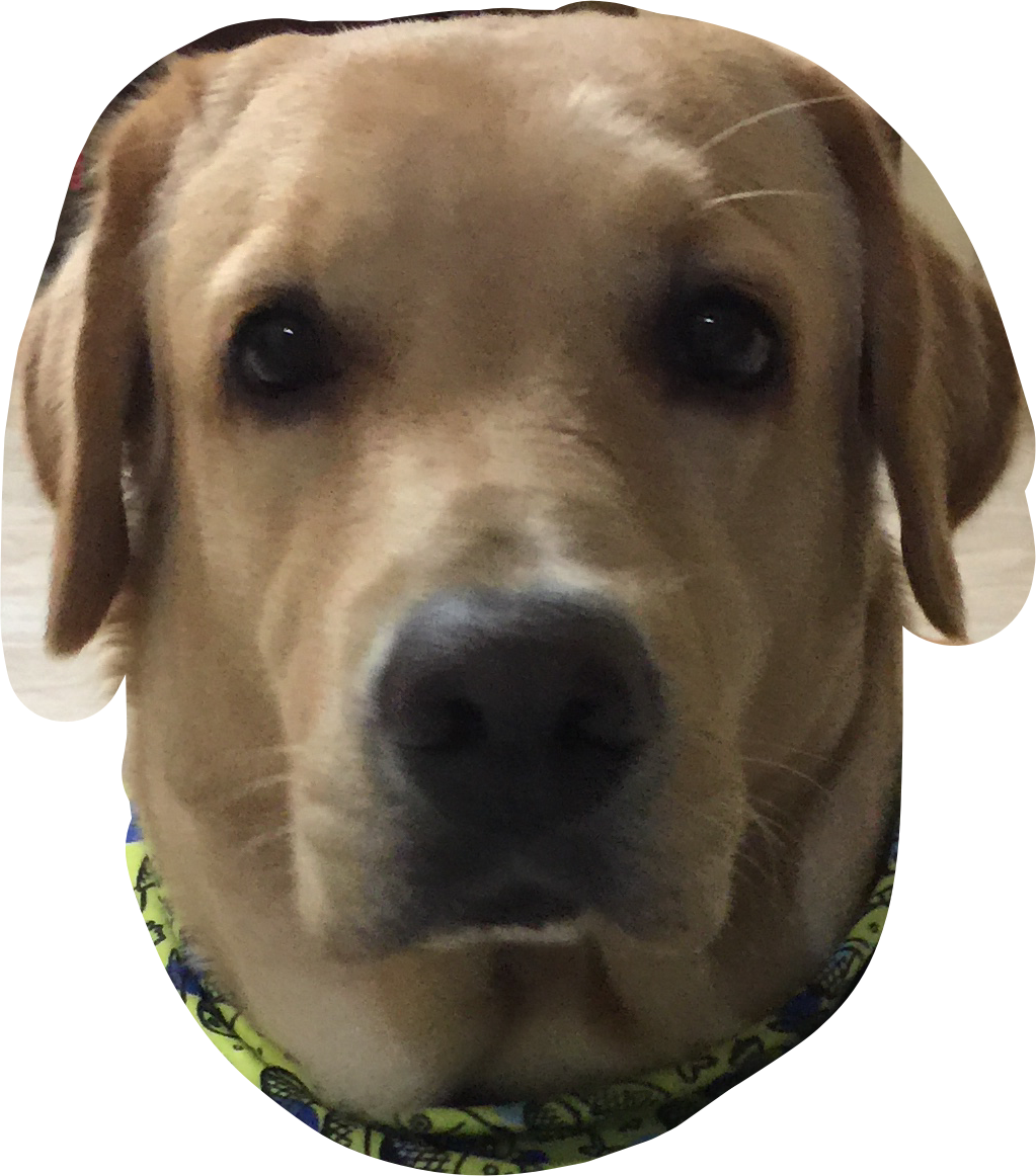 Yellow Labrador Retriever Closeup.png