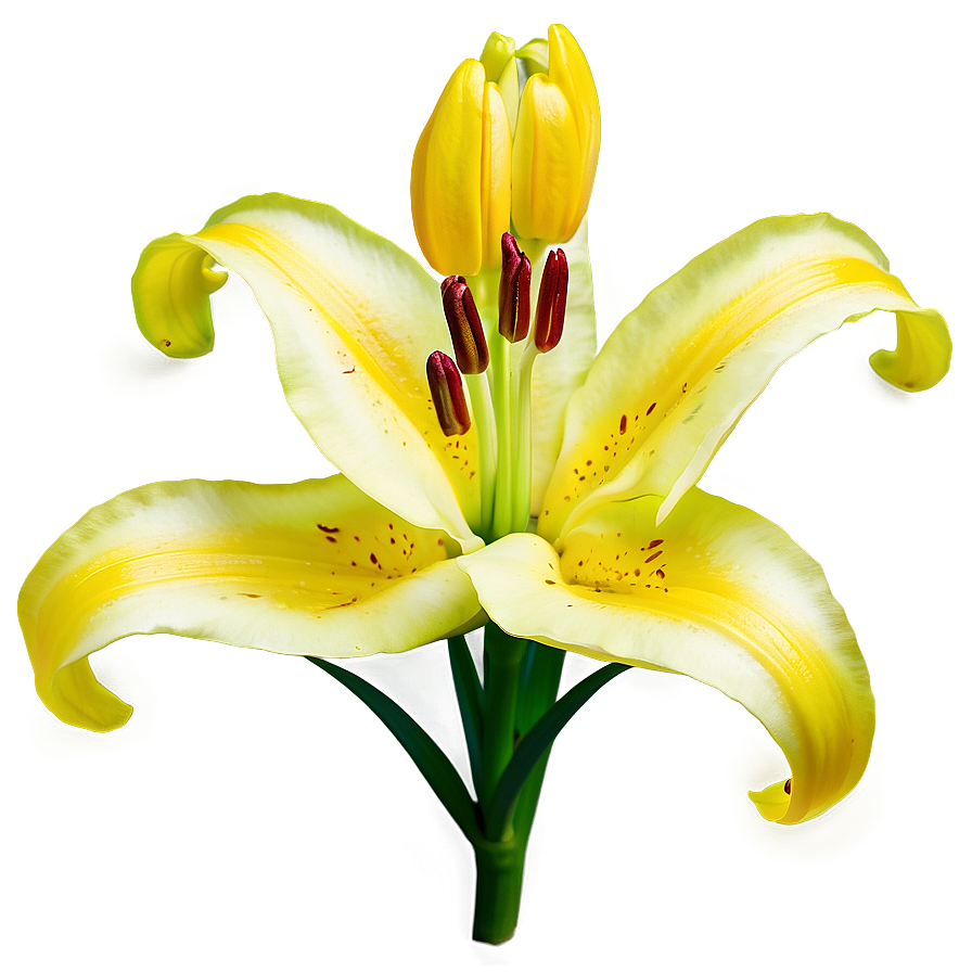 Yellow Lily Flower Png 91