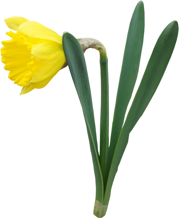 Yellow Narcissus Flower