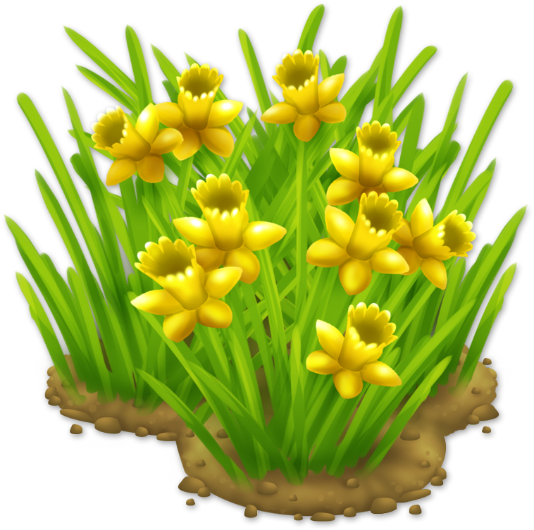 Yellow Narcissus Flower Cluster