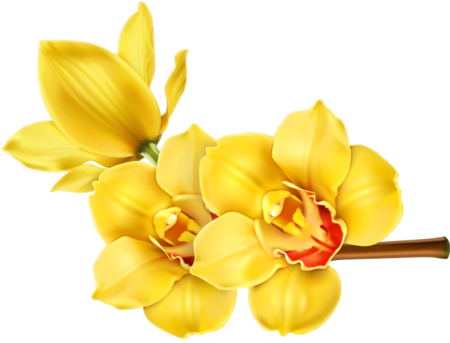 Yellow Orchid Blossoms