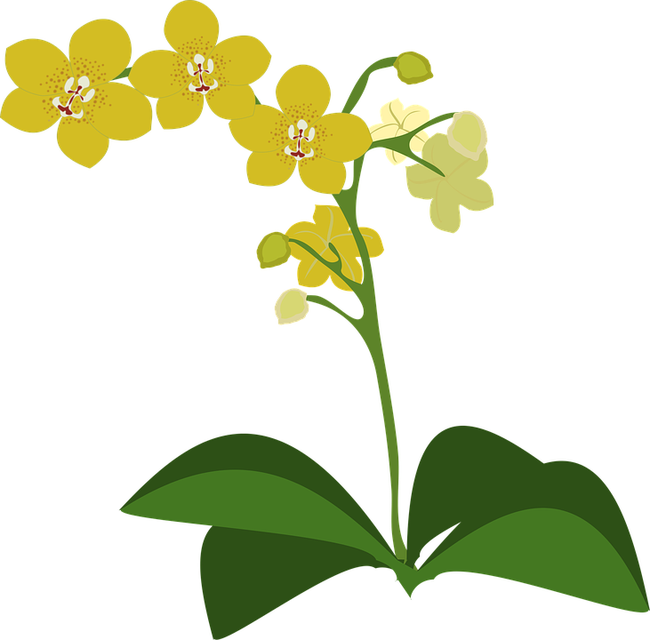 Yellow Orchid Illustration