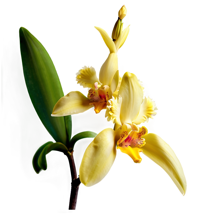 Yellow Orchid Png 05242024