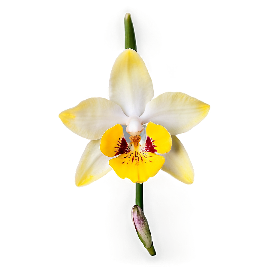 Yellow Orchid Png 98