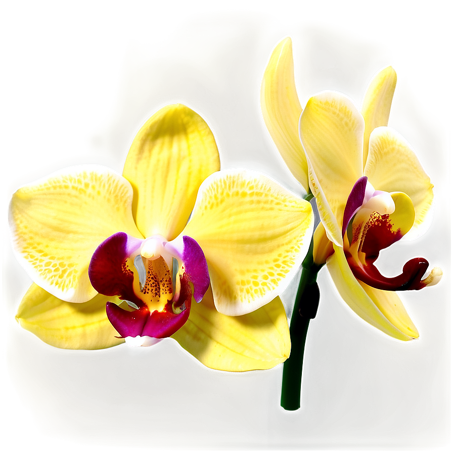 Yellow Orchids Png 06122024